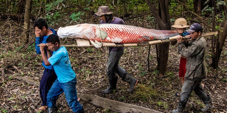 Pirarucu da Amazônia é pescado em outros lugares: alerta da Fama Amazônica sobre riscos ecológicos