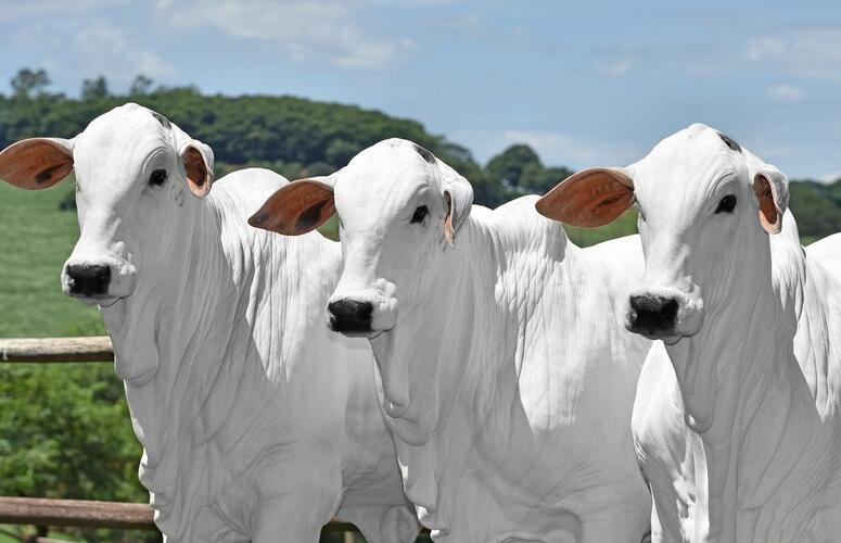 Lavagem de Gado: JBS é citada em investigação por compra irregular em terra indígena no Mato Grosso