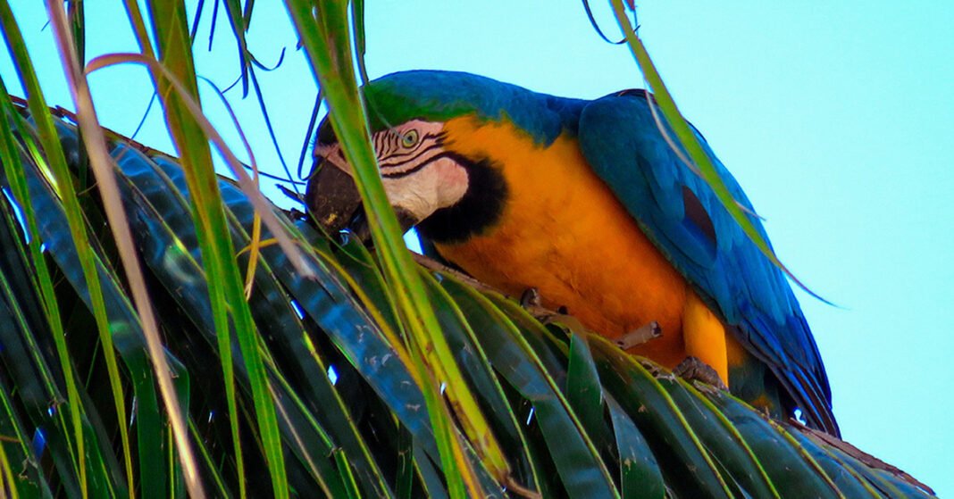 “Amazônia em Pé: Desenvolvimento que a COP30 Ignora”