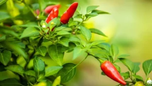 Ardor e sabor das pimentas da Amazônia