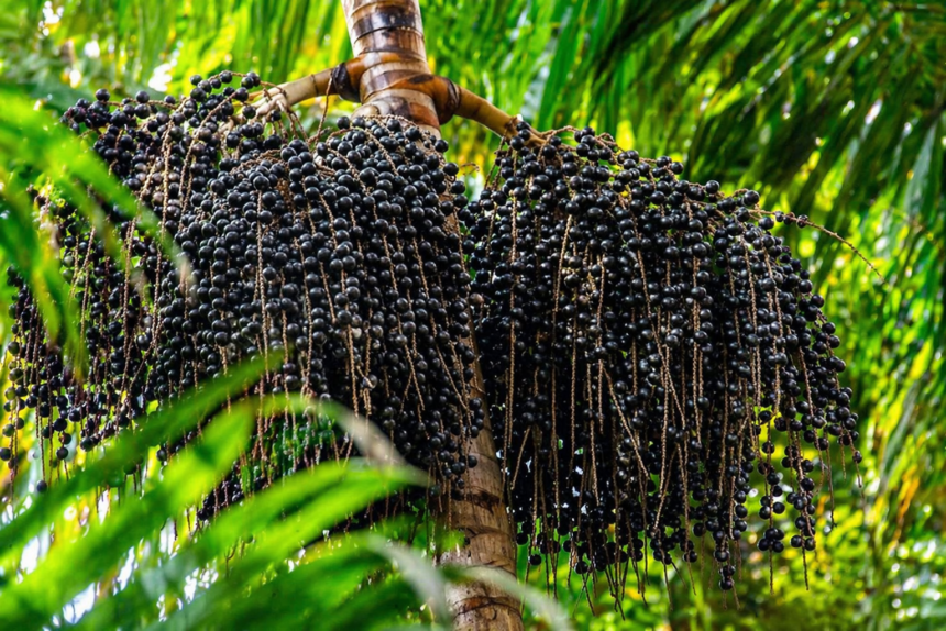 O ouro roxo da Amazônia — riqueza que o Brasil ainda não entendeu.