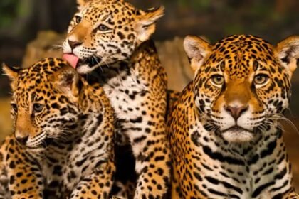 Onça-Pintada: A Força Silenciosa da Amazônia e do Brasil