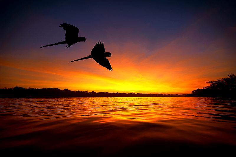 A Amazônia não é um destino — é uma imersão no maior espetáculo natural do planeta