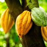 Cacau Amazônico: A Riqueza que Nasceu na Nossa Floresta e Conquistou o Mundo