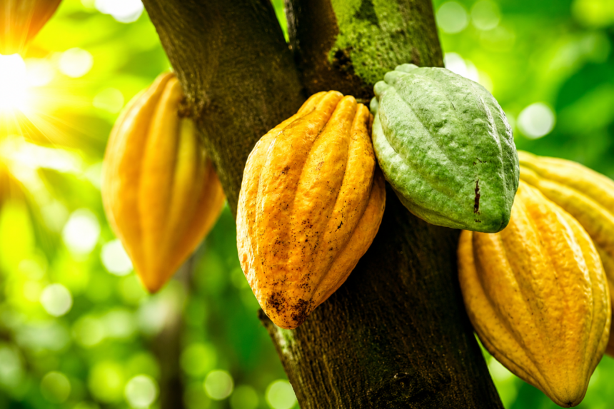 Cacau Amazônico: A Riqueza que Nasceu na Nossa Floresta e Conquistou o Mundo
